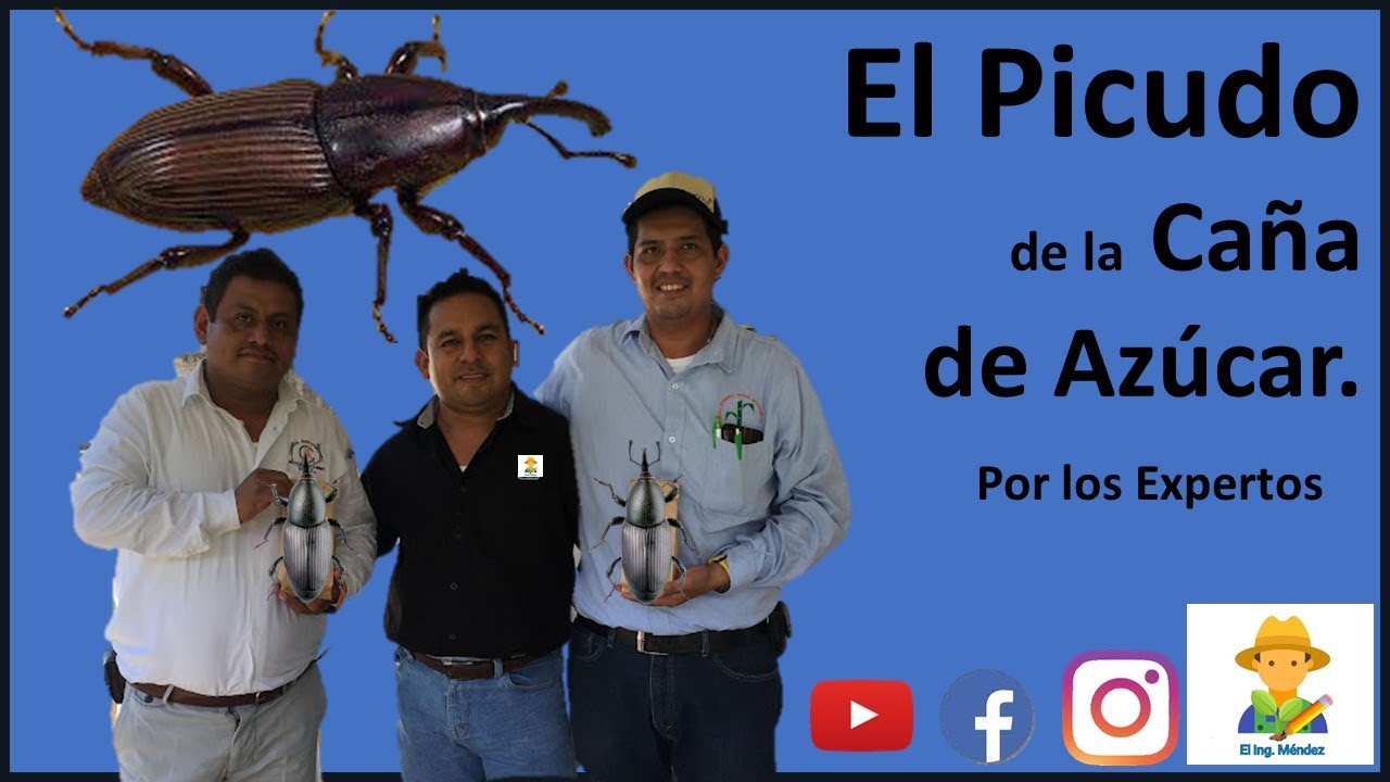 El_Picudo_de_la_Caña_de_Azúcar.