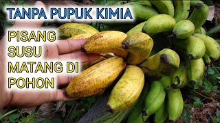 ORGANIC MILK BANANA HARVEST | MILK BANANAS RIPE ON THE TREE