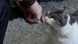 Storm the Cat's Miraculous 180 | My Cat From Hell