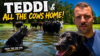 On The Land Or In The Sea, You Can’t Escape From Teddi