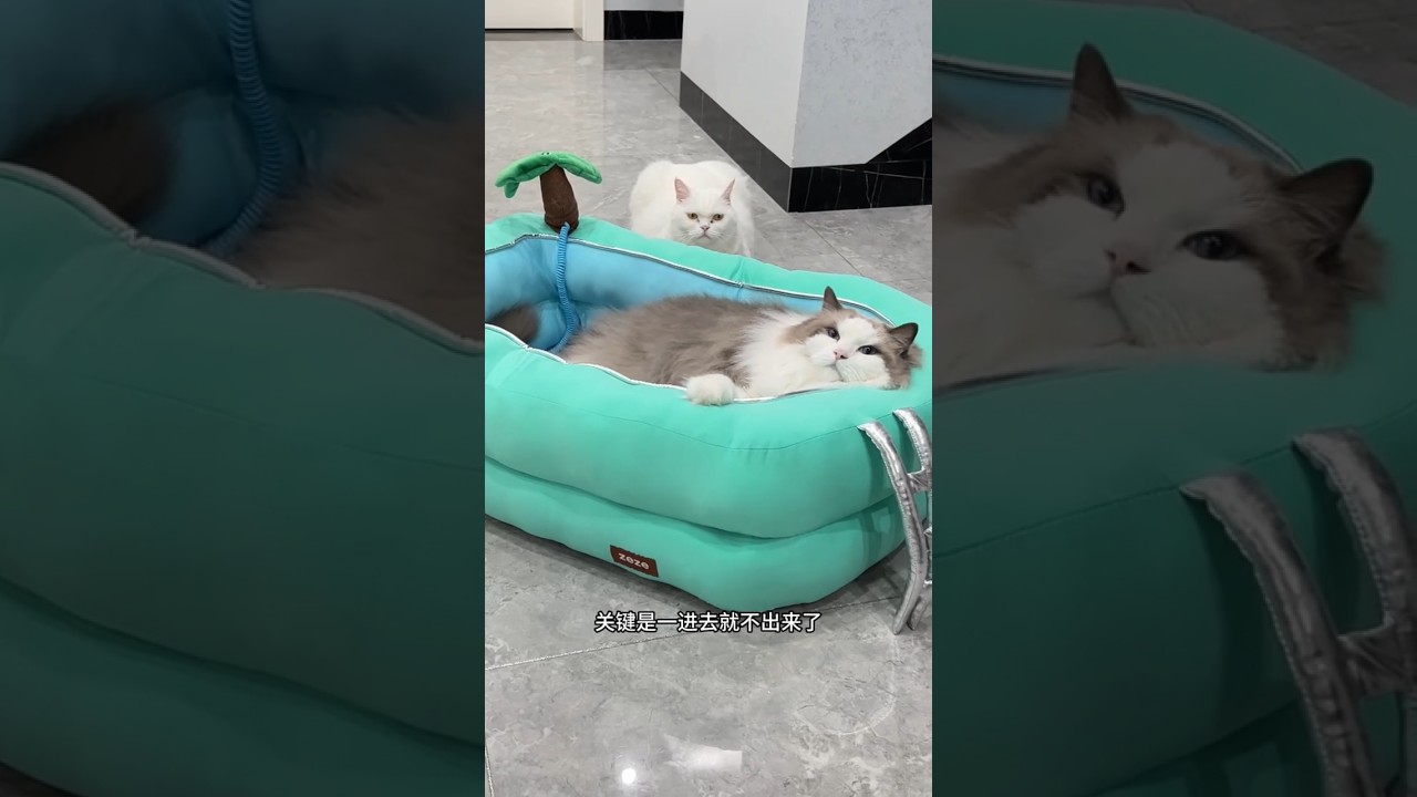 Когда Кот пилил остров игрушку