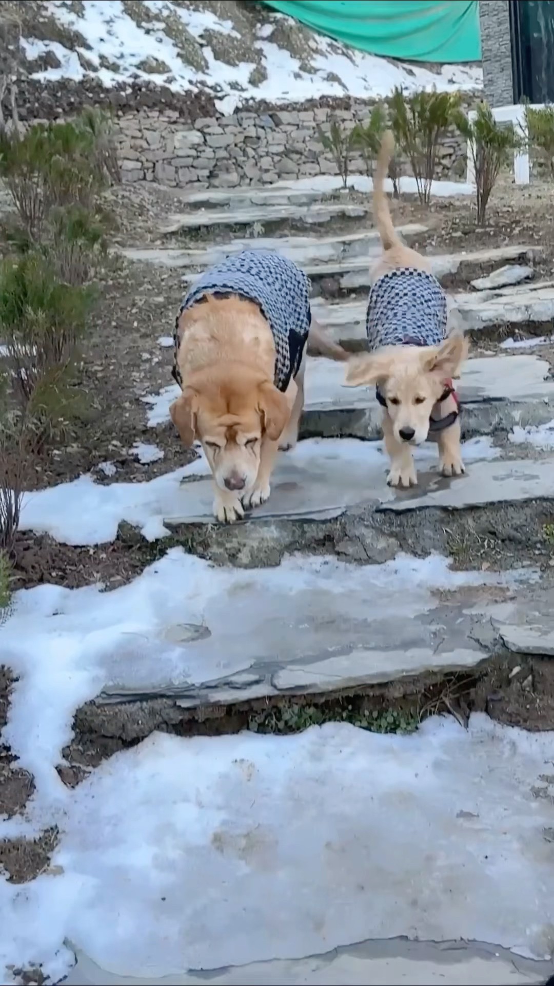 Leo \u0026 Reo first time in snow? #shorts | Anant Rastogi