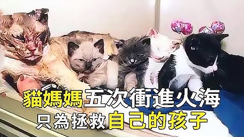 流浪貓媽媽五次衝進火海，皮毛燒焦眼睛熏瞎，看到孩子們平安才倒下....【小奶狗觀影】