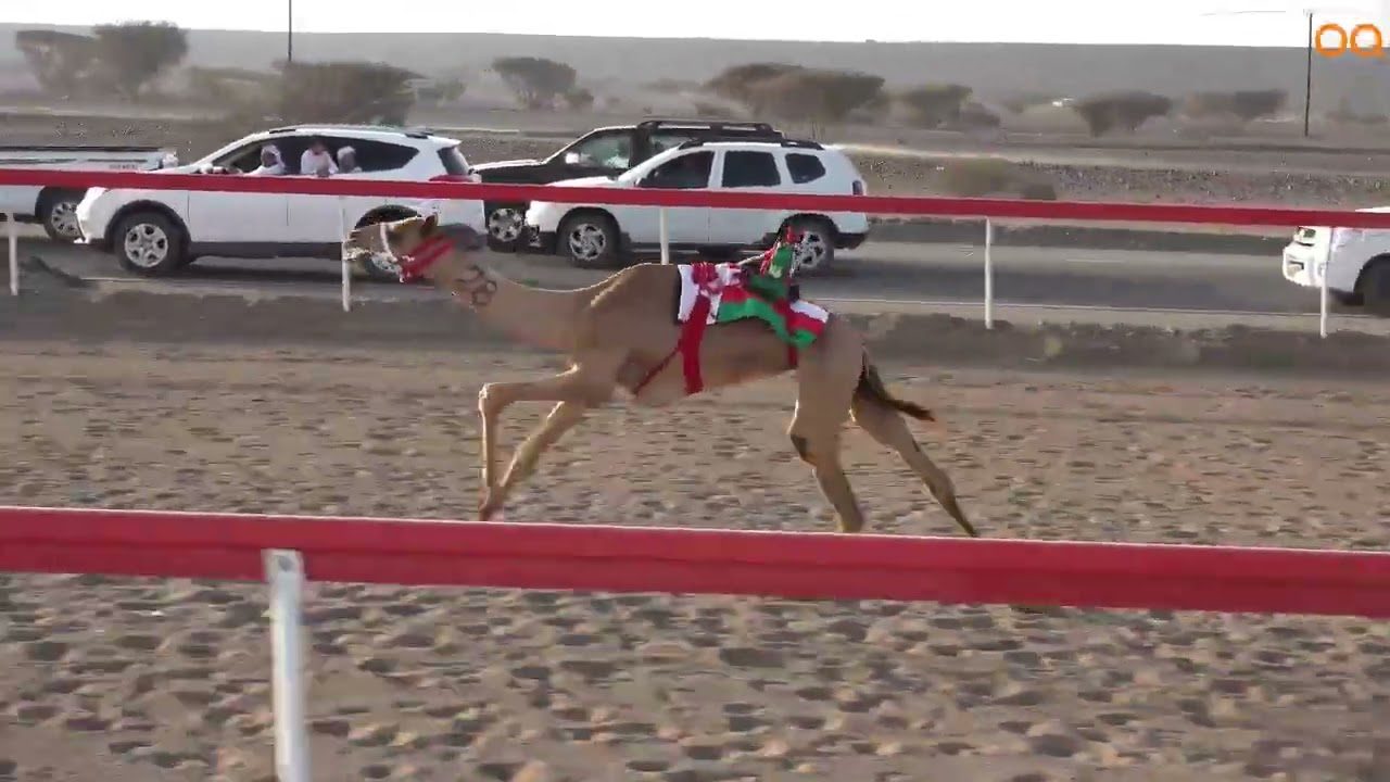 ميدان صحار 28-2-2026 ش6 (هملول)لـ شهاب عقاب الجابري 6.16 افضل توقيت حجائج 4كم