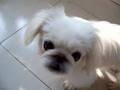 My lovely Peking dog 1 我的小京巴