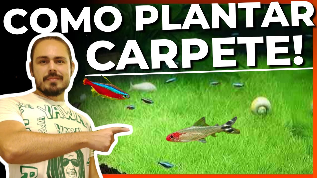 🔴COMO CULTIVAR PLANTA CARPETE EM AQUÁRIO PLANTADO |Mr. Betta|