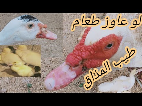 افضل انواع البط من حيث الطعم والمذاق والإنتاج الوفير