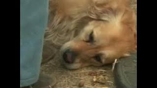 the pets , Hd Tamil Dubbed Movie Hollywood Tamil Movie Pets