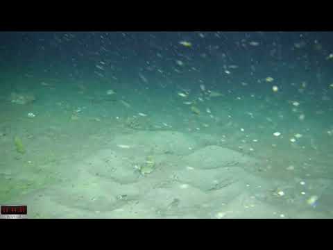 Icefish Nests off Antarctica