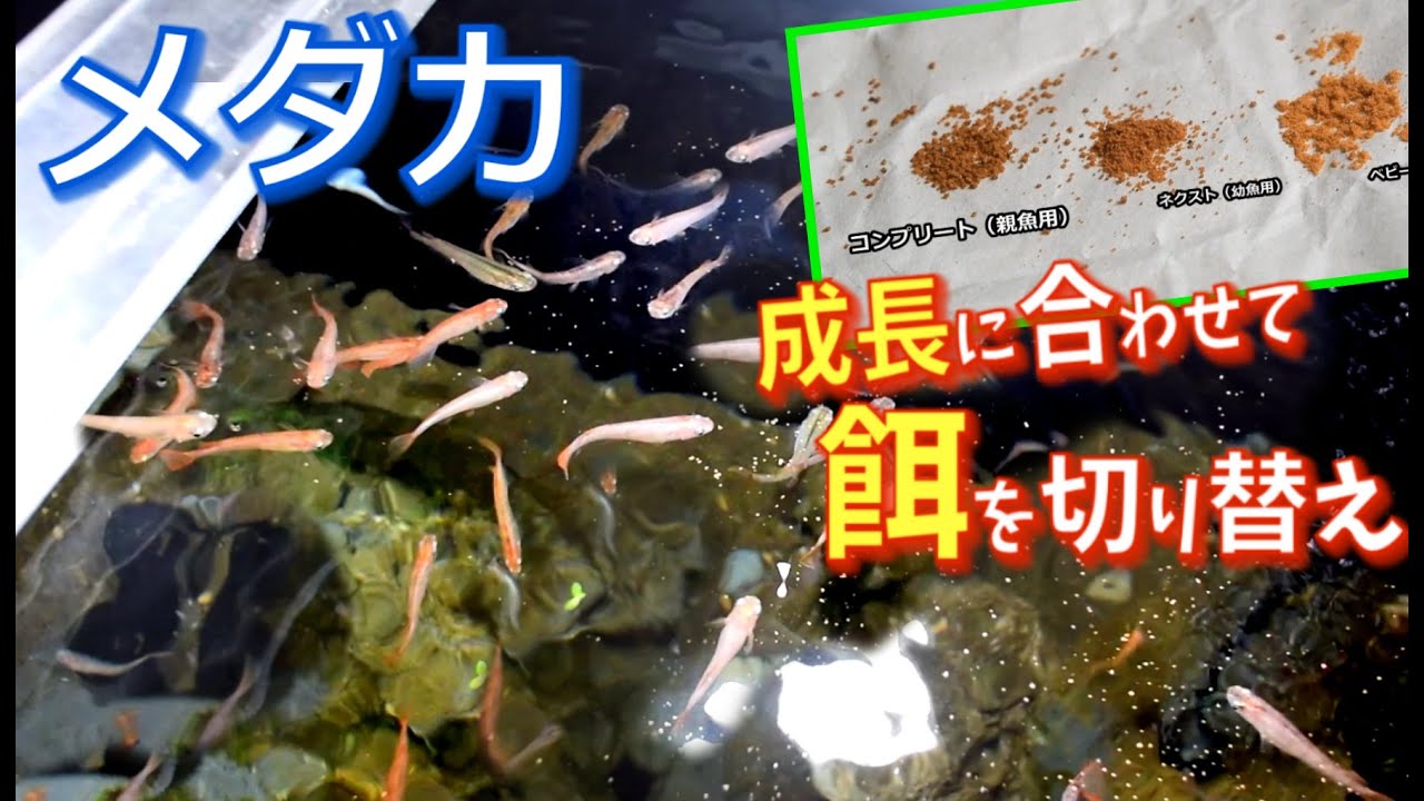 メダカの舞 成長に合わせて3つの餌 稚魚 親魚まで Youtube