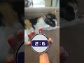 essa música tem 5 segundos #memes #cat #edit