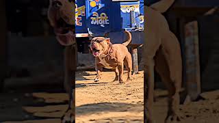 Pitbull Shots Pitbull Dog