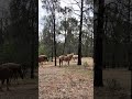 Three young stallions visit the mob but they are no match for one ear! #brumbies #bush  #wildhorses
