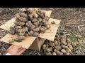 もはや雑草 キクイモの繁殖力がヤバすぎる