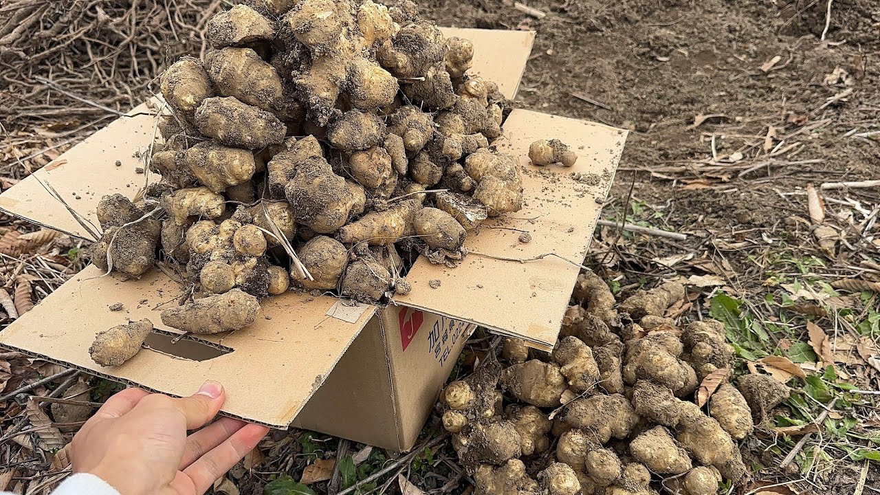 Jerusalem artichokes are practically weeds now; their ability to