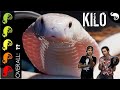 Monocled Cobra, The Best Pet Snake? With Tyler Nolan - I Handle A Cobra!