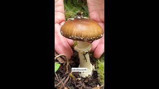 Amanita life cycle (Amanita pantherina)