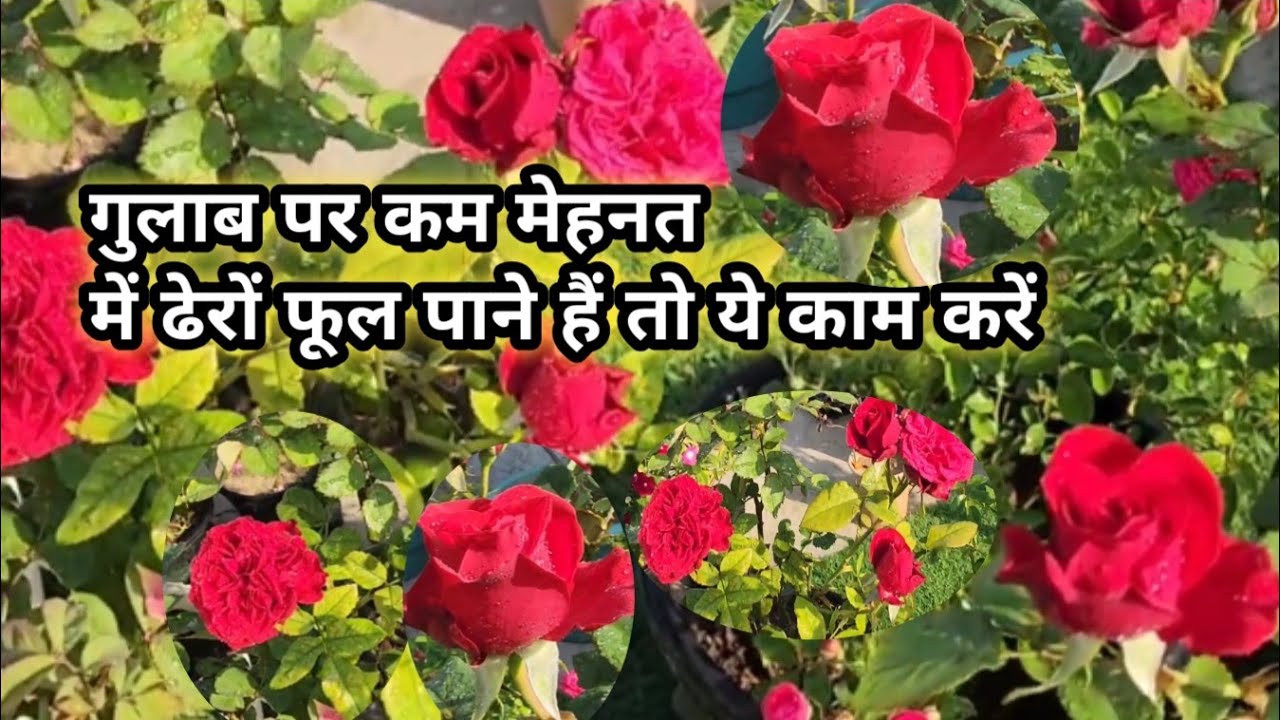 मार्च में ये काम गुलाब में करें गुलाब फूलों से न भर जाये तो कहना !! Rose 🌹 care & fertilizer 