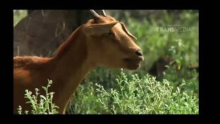 Komodo Dragon Vs Goat Kambing