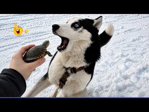 Laugh Out Loud With The Funniest Animal Videos 😹🐶 The Funniest Cat & Dog Moments Compilation