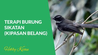 Terapi Suara Burung Sikatan/ Kipasan Belang Cocok Untuk Menstimulasi Burung Murai Yang Macet Bunyi