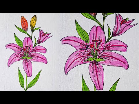 How to Draw a Lily in a Few Easy Steps | Easy Drawing Guides | Lilies  drawing, Flower drawing, Easy drawings