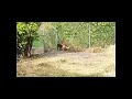 Asian Stray Dogs Mating Hard And Successful. Dogs Mating.