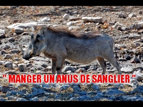 IL MANGE UN ANUS DE SANGLIER, WTF !