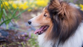 A Day in the Life of a Shetland Sheepdog