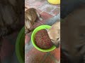 Dogs #pets