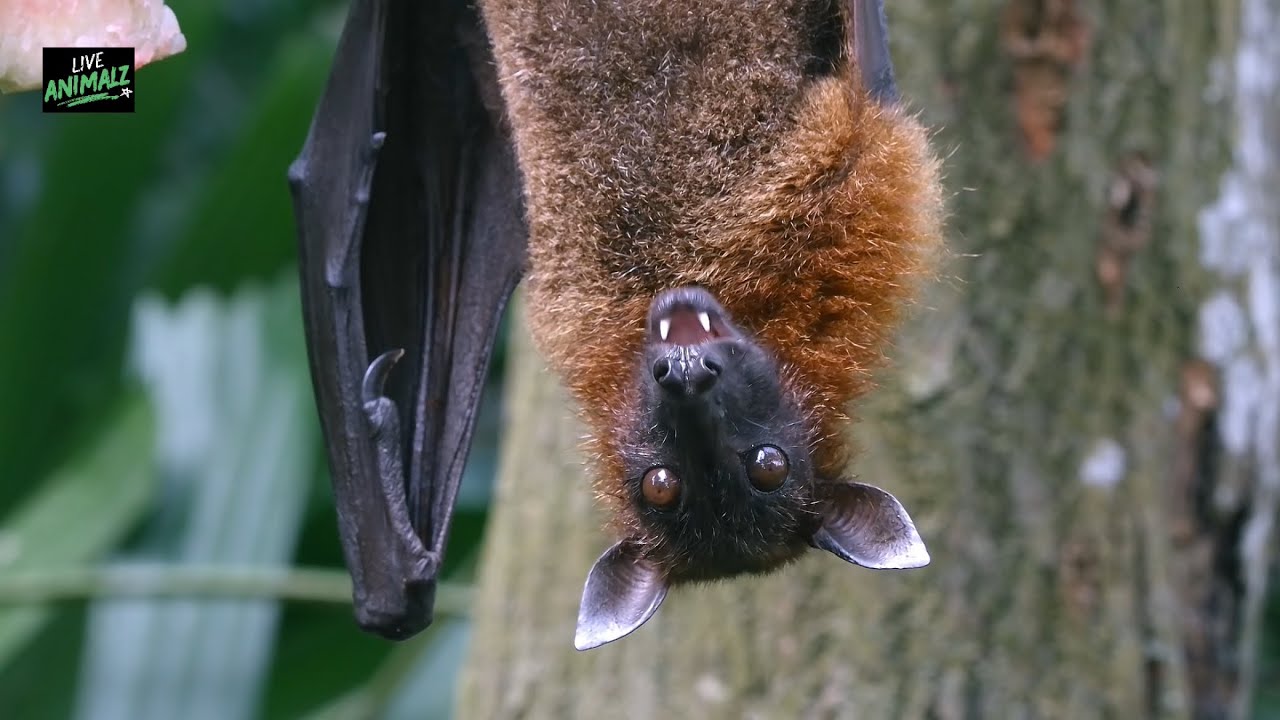 Flying Fox Bat Eats Upside Down 