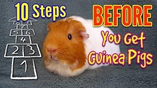 10 Steps BEFORE You Get Guinea Pigs