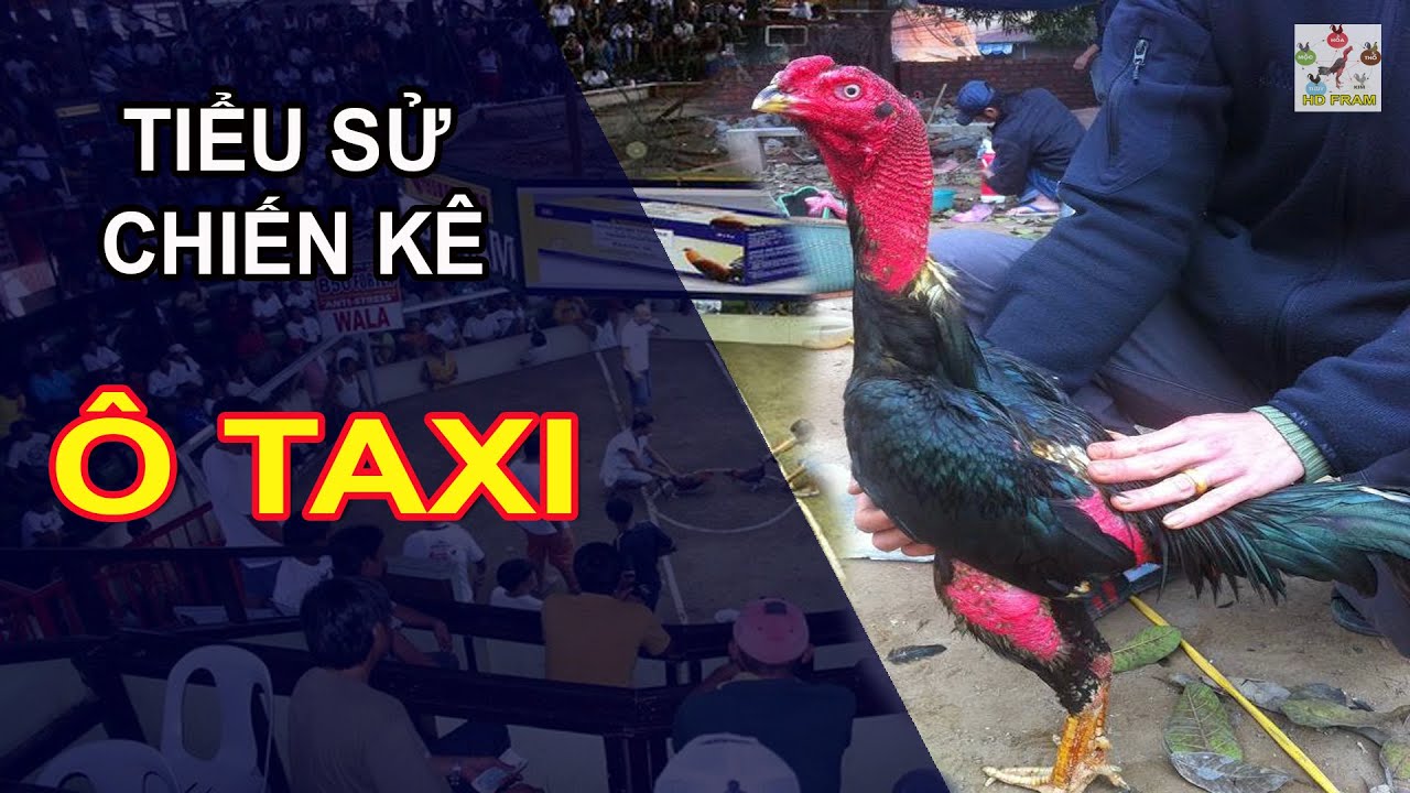 TIỂU SỬ CHIẾN KÊ : Ô Taxi - Chiến kê giá rẻ nhưng tài năng vô hạn || HD FRAM