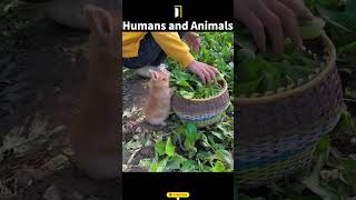 Do Animals Seem To Feel Human Kindness Have You Ever Experienced It