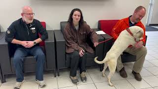 Meet Kreme--Adoption Tuesday! by Williams Toyota Of Binghamton 13 views 3 months ago 2 minutes, 23 seconds