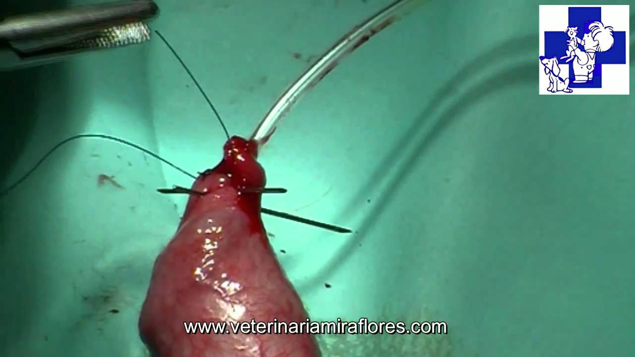 sangrado uretral en perros