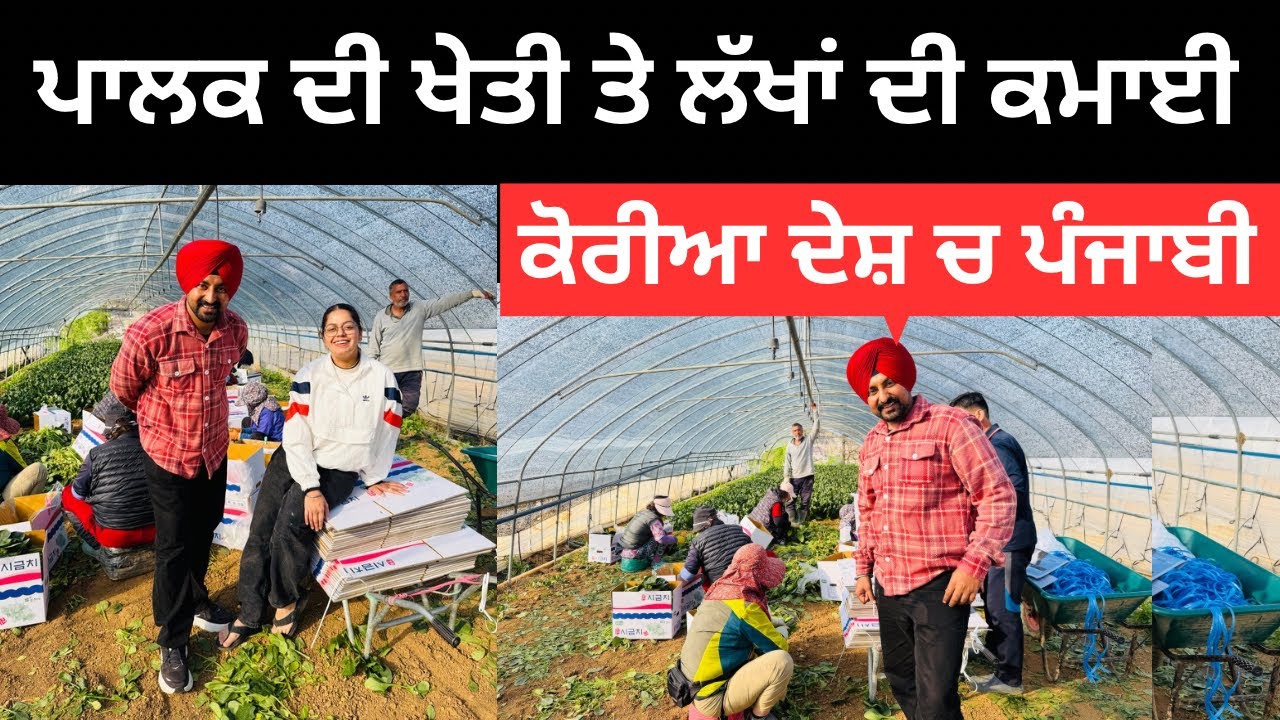 ⁣ਪਰਦੇਸਾਂ ਵਿੱਚ ਪੰਜਾਬੀਆਂ ਦੀ ਖੇਤੀਬਾੜੀ Farming in Korea | Punjabi Travel Couple | Ripan Khushi