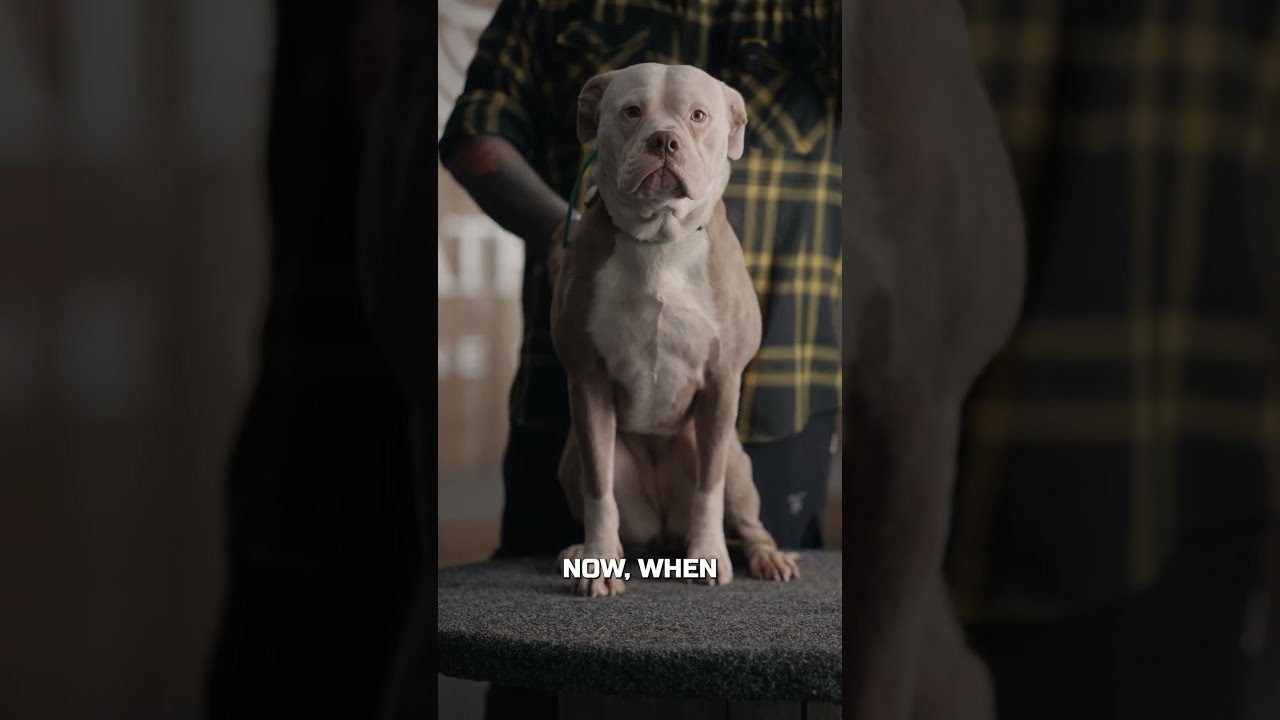 Why You Shouldn&rsquo;t Get An American Bulldog!