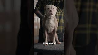 Why You Shouldnt Get An American Bulldog