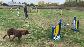 Week 177 Agility 2 60x80 Sullivan