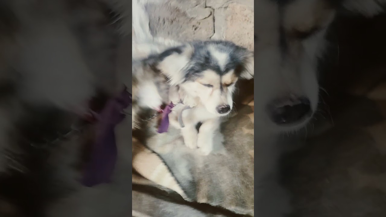 truing this trend to my dog😅