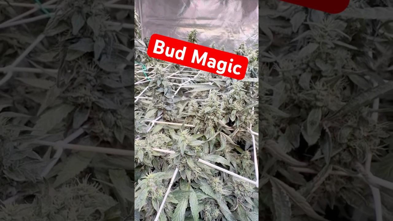 Mid-bloom Magic 🌱✨ | RS11 x Banana OG | 2x 320W pushing buds 👀