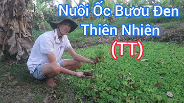 Nuôi Ốc Bươu Đen Thiên Nhiên - Trại Ốc bươu Giống Mê Kông