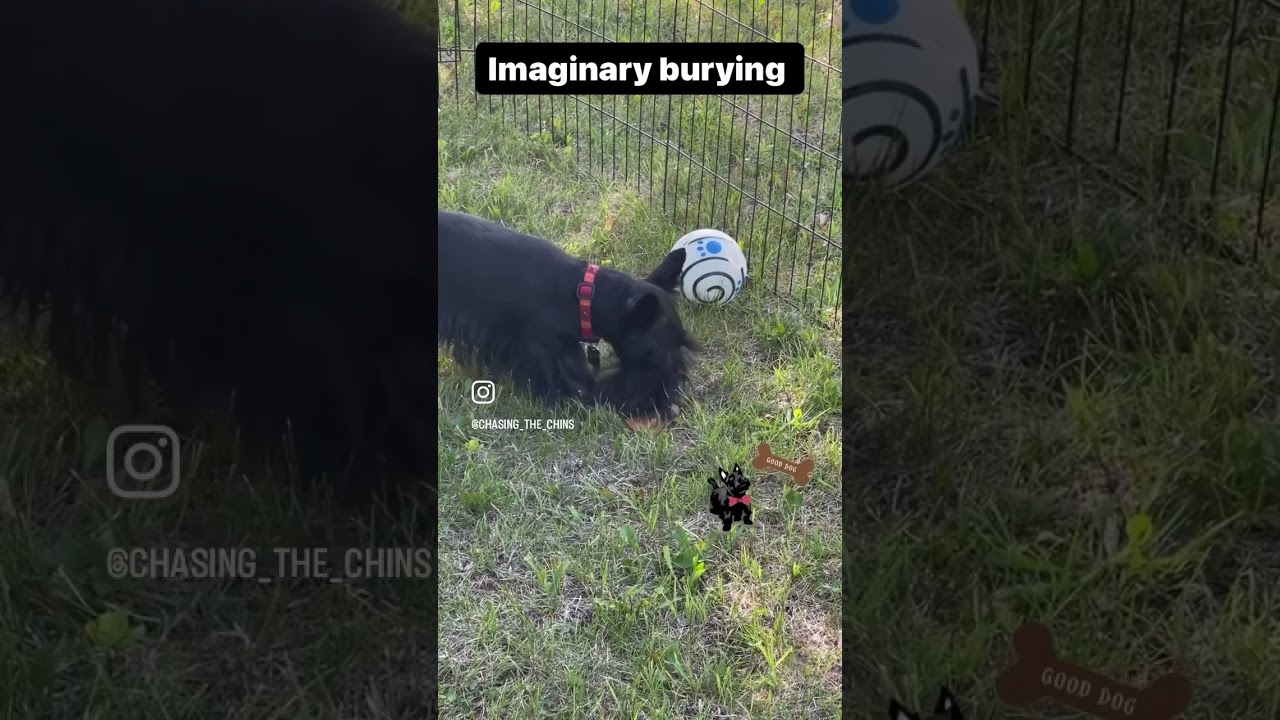Scottish Terrier puppy. 