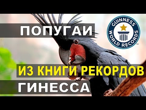 Попугаи из Книги рекордов Гинесса.