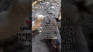 Help us vaccinate the puppies 🐶🐾 Please support via our PayPal  link in bio 🤍 every gift helps 🐾