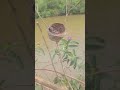 beautiful nest#short#video....😍😍