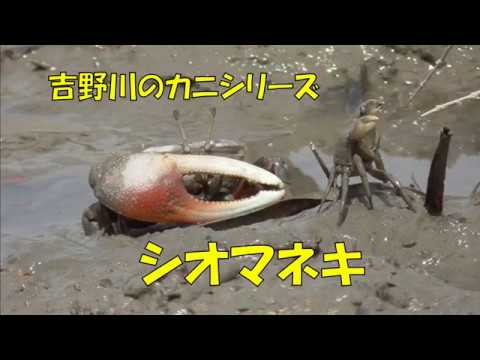 シオマネキ