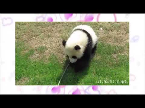 【パンダ】あれあれ、お、落ちる～～(笑)元気いっぱいの子🐼❤【アドベンチャーワールド】