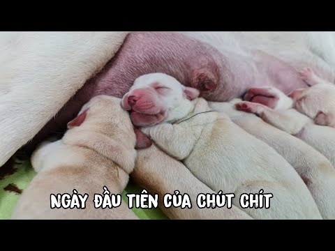 Chút Chít Ngủ Say Hết Rồi - Muốn Cắn Cho Phát